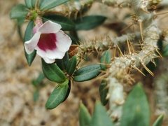 Pachypodium bispinosum