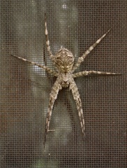 Dolomedes albineus