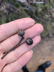 Eucalyptus macrorhyncha