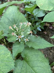 Eurybia schreberi
