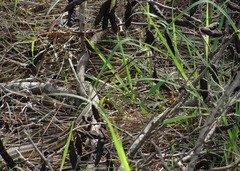Thamnophis proximus orarius