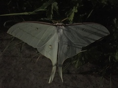 Actias gnoma