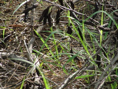 Thamnophis proximus orarius