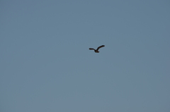 Buteo jamaicensis