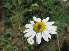 Lucilia
