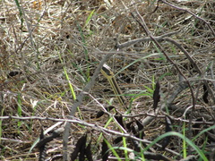 Thamnophis proximus orarius