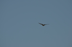 Buteo jamaicensis