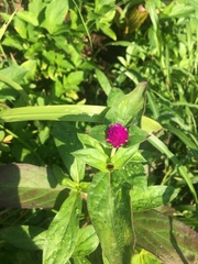 Gomphrena globosa
