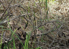 Thamnophis proximus orarius