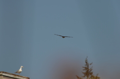 Buteo jamaicensis