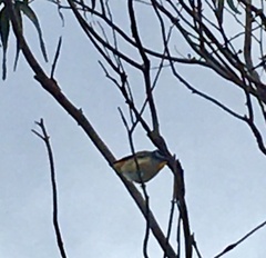Pardalotus punctatus