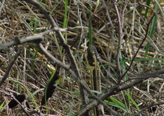Thamnophis proximus orarius