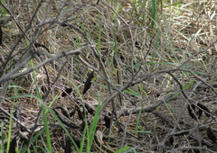 Thamnophis proximus orarius