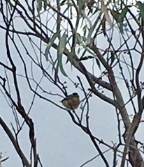 Pardalotus punctatus