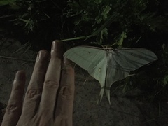 Actias gnoma