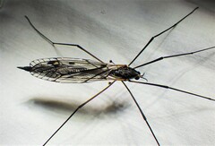Tipula metacomet