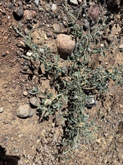 Heliotropium europaeum