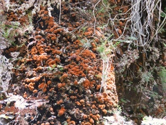 Trentepohlia aurea