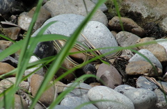 Thamnophis proximus orarius
