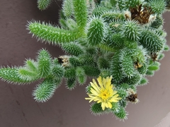 Delosperma echinatum