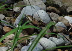 Thamnophis proximus orarius