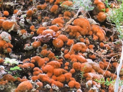 Trentepohlia aurea