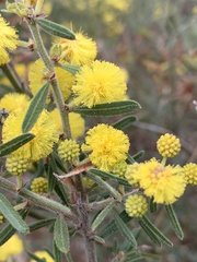 Acacia aspera