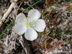 Drosera planchonii