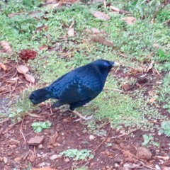 Ptilonorhynchus violaceus