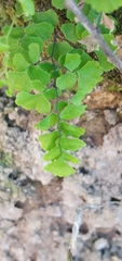 Adiantum chilense