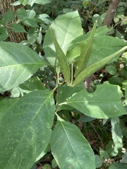 Asclepias exaltata