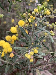 Acacia aspera