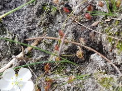Drosera planchonii