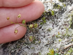 Drosera planchonii