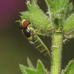 Fazia micrura