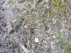 Drosera planchonii
