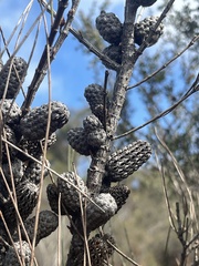 Allocasuarina paradoxa