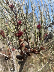 Allocasuarina paradoxa