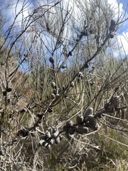 Allocasuarina paradoxa