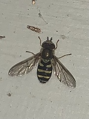 Syrphus opinator