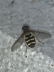 Syrphus opinator