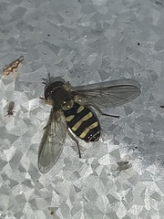Syrphus opinator