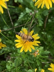 Apis dorsata