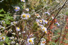 Aster biennis