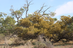 Acacia cambagei