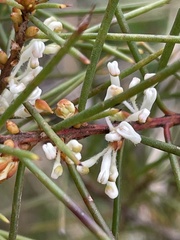 Hakea sericea