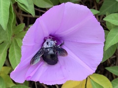 Xylocopa abbotti