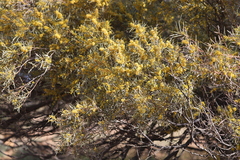 Acacia cambagei