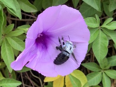 Xylocopa abbotti