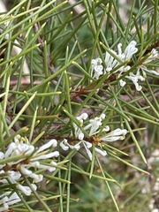 Hakea sericea